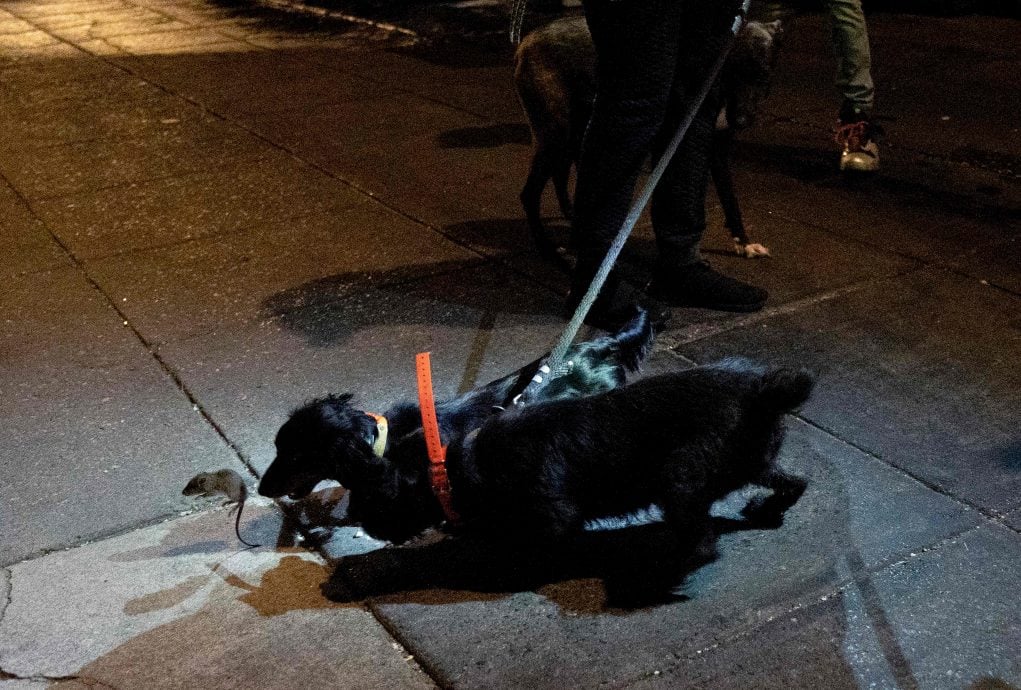 华盛顿闹鼠患 民众出动狗猫剿老鼠大军