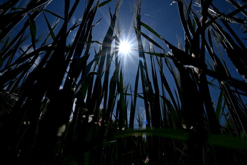 厄尔尼诺现象到来 6月乃有纪录以来最热月份