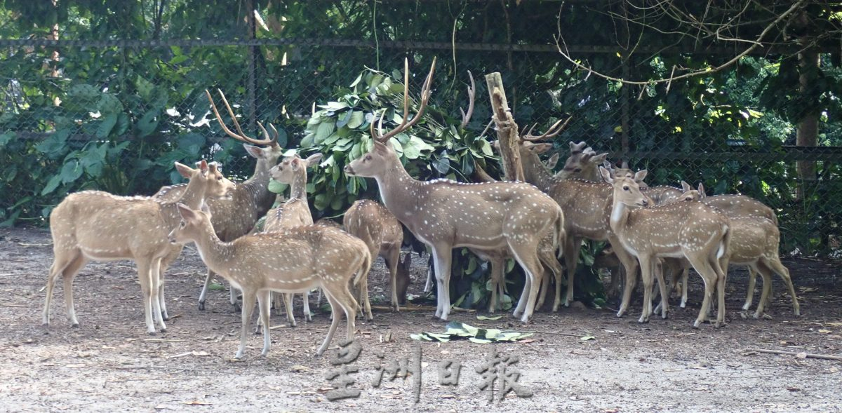 太平动物园全国首创推出大象粪便堆肥