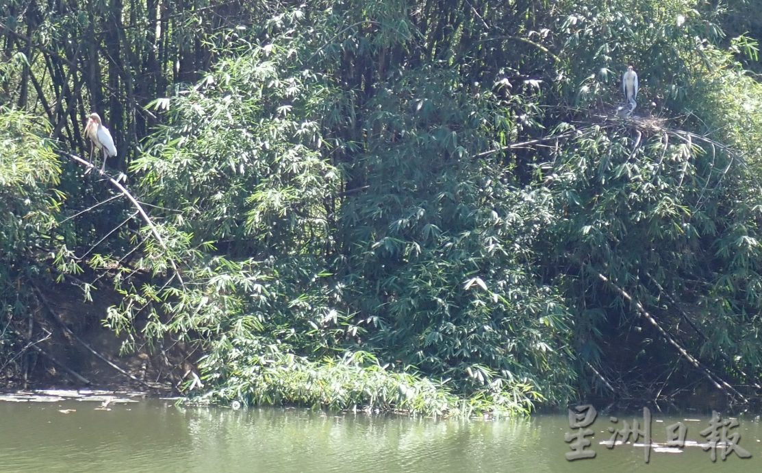 太平湖畔出现小白鹮鹳吸睛成打卡景点