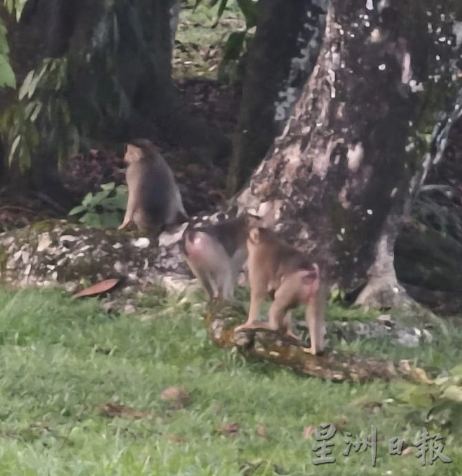太平湖野猴又逞凶 咬伤晨运者