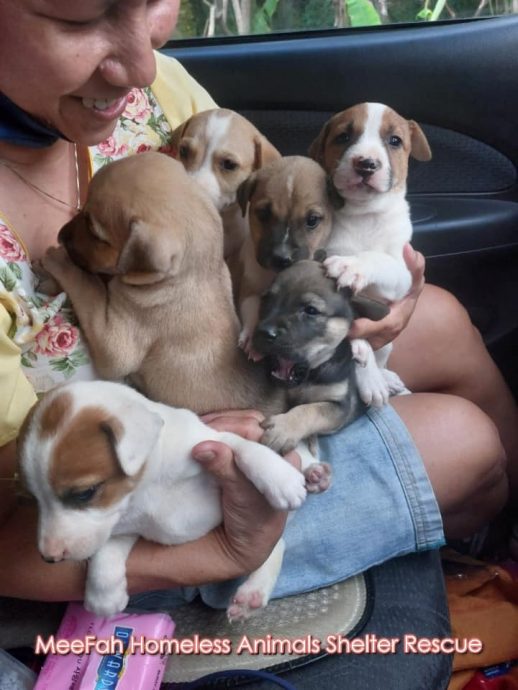 封面-大都会/跟进政府或禁宠物店卖狗/10图