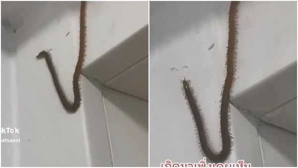巨型蜈蚣爬墙！上百只脚狂动影片疯传　网友看10秒发毛