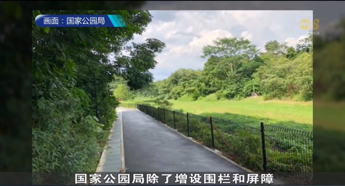 *已签发*柔:狮城二三事:狮城武吉班让常有野猪出没 居民出门成群结队远离丛林