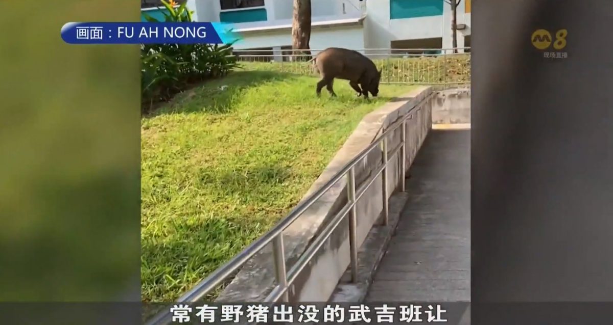 *已签发*柔:狮城二三事:狮城武吉班让常有野猪出没 居民出门成群结队远离丛林