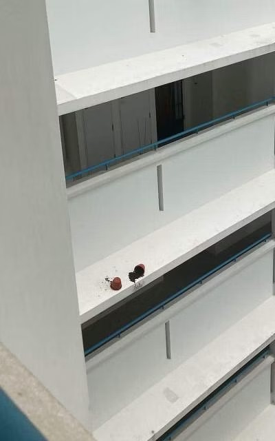 *已签发*柔:狮城二三事:花盆从天降 狮城组屋居民直呼危险