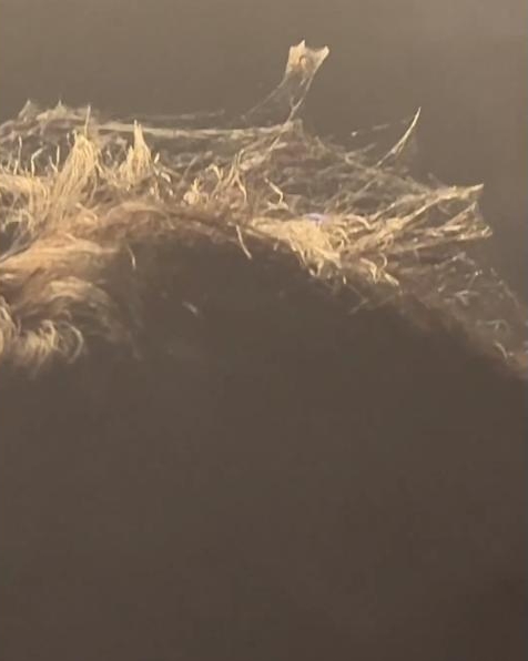 张韶涵演唱会开太久? 惊见歌迷头上竟结蜘蛛网