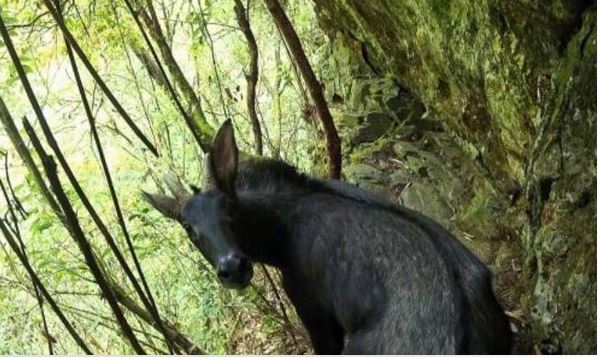 拼盘 稀奇!麒麟神兽出没云南深山 “四不像”中华鬣羚珍贵画面曝光