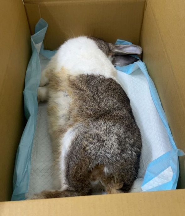 拼盘／兔子遭装袋重摔3死2重伤 高雄动保处移送