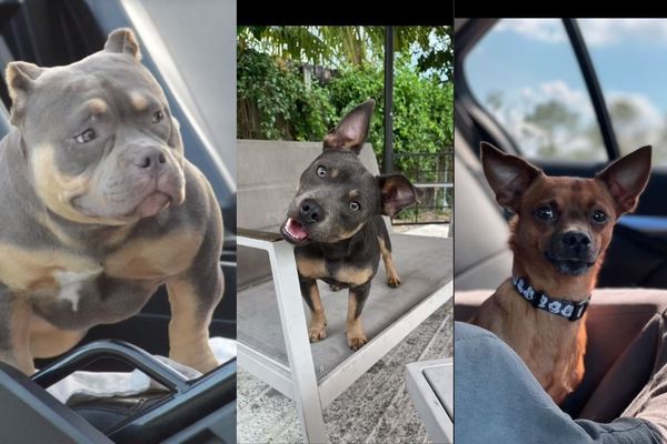 拼盘／史上最壮吉娃娃！体型娇小却浑身肌肉　饲主曝混血真相：是爱的结晶