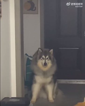 拼盘/帮狗狗洗澡“浴室变灾难现场”!雪橇犬一脸无辜