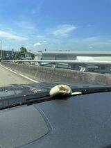 拼盘/开车停红灯听巨响 竟见美食“降肉”引擎盖上!网笑翻:谁吃的