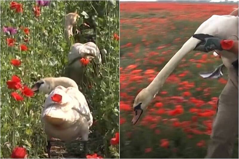 拼盘/狂吃罂粟花嗨到飞不动 200只抓去“勒戒”