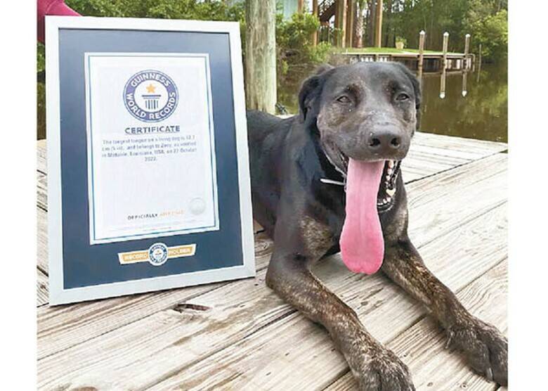 拼盘/狗界“长舌妇” 舌头12.7公分刷新世界纪录