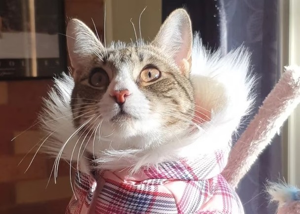 拼盘/男子患创伤后压力症 获宠物猫助克服障碍