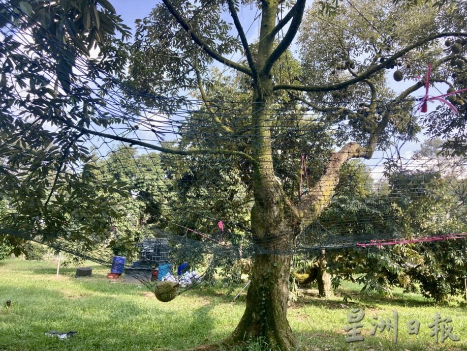 柔: 【特稿】:榴梿园主面对收果没统一标准难处,如今猫山王价格成近10年来最低价