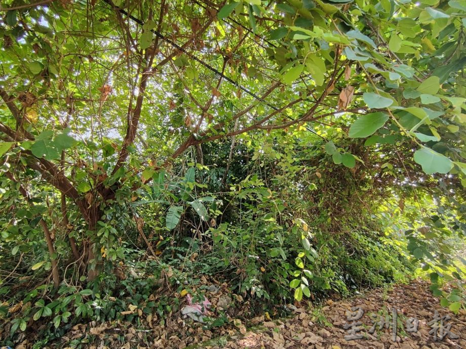 柔：居民投诉住家后园地没人打理，枝桠已长至接近住家导致民生与卫生问题