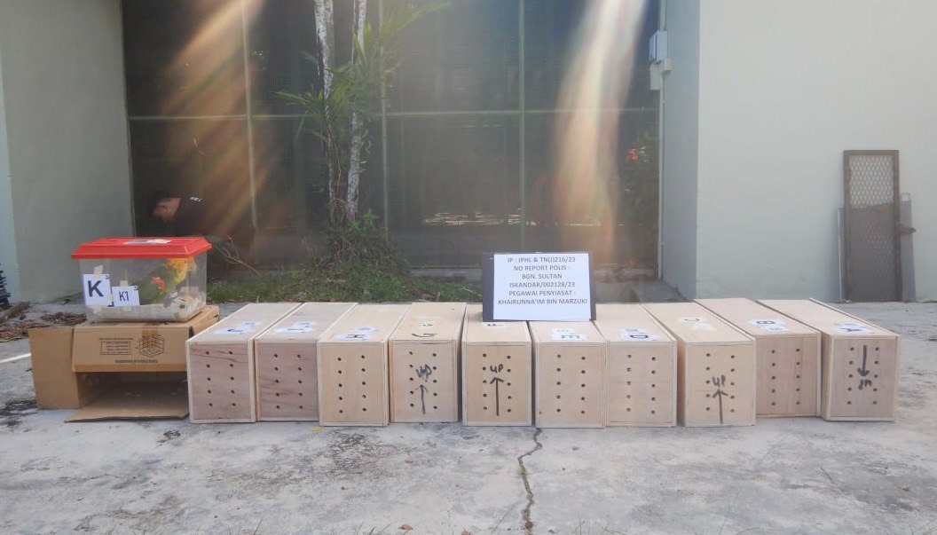 柔:非法运载11只野生鹦鹉入境 男子认罪监7天 罚8万