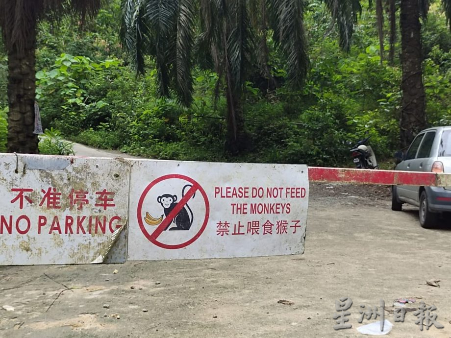 求真/女子被野猴攻击视频在太平,水果摊贩:卓坤山今早没发生野猴咬人事件
