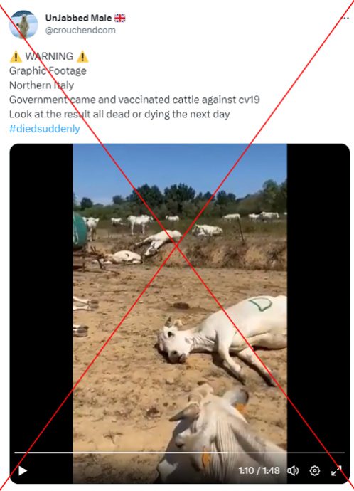 求真/牛因接种冠病疫苗而死?兽医:假的