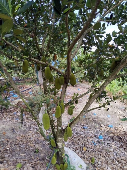 热到蔬果都蔫了 种植业者苦等老天下雨