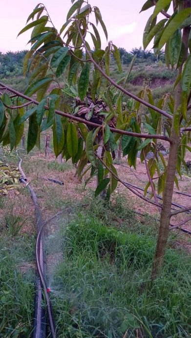 热到蔬果都蔫了 种植业者苦等老天下雨