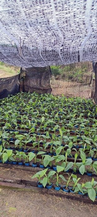 热到蔬果都蔫了 种植业者苦等老天下雨
