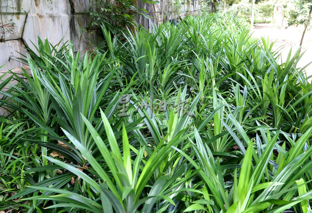 父用6年建“城市果园”疗丧子之痛 “这里每棵树都是思念的人”