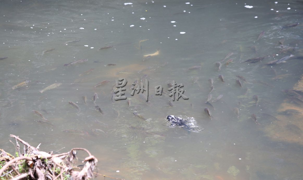 父用6年建“城市果园”疗丧子之痛 “这里每棵树都是思念的人”