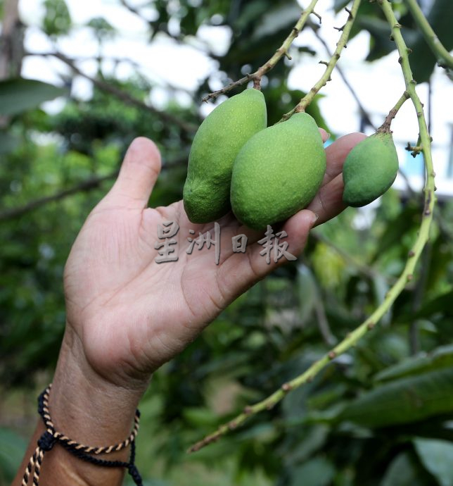 父用6年建“城市果园”疗丧子之痛 “这里每棵树都是思念的人”