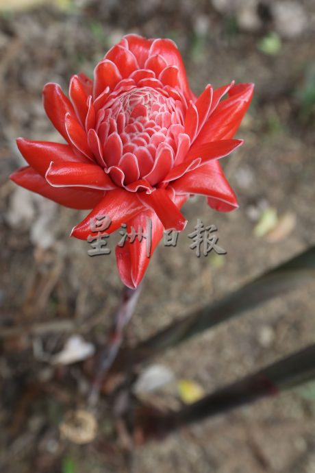 父用6年建“城市果园”疗丧子之痛 “这里每棵树都是思念的人”