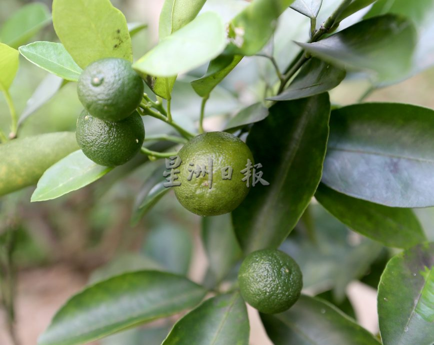 父用6年建“城市果园”疗丧子之痛 “这里每棵树都是思念的人”