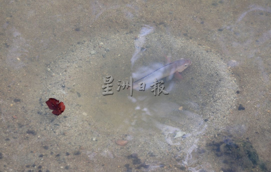 父用6年建“城市果园”疗丧子之痛 “这里每棵树都是思念的人”