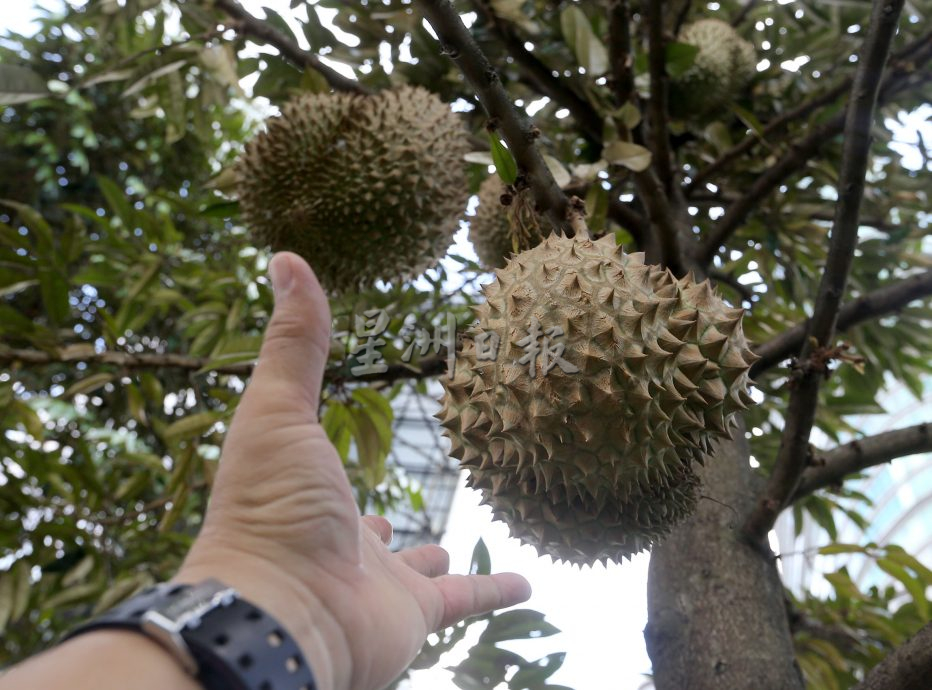 父用6年建“城市果园”疗丧子之痛 “这里每棵树都是思念的人”