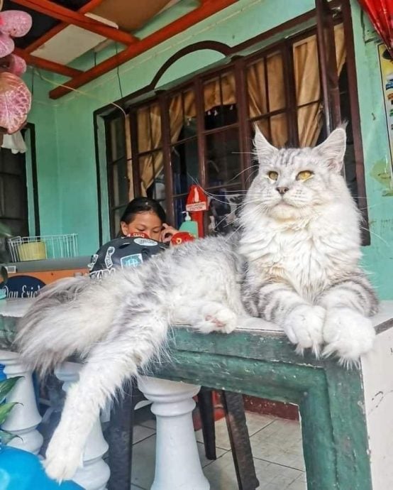 独家|是狼吗?缅因猫大如半个人 兽医:它生性相对温顺