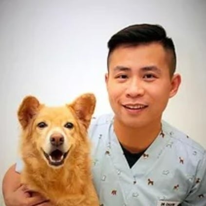 独家|是狼吗?缅因猫大如半个人 兽医:它生性相对温顺