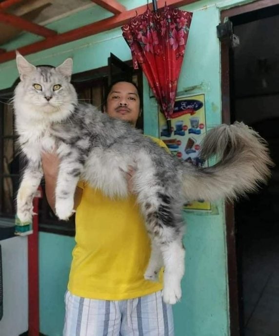 独家|是狼吗?缅因猫大如半个人 兽医:它生性相对温顺