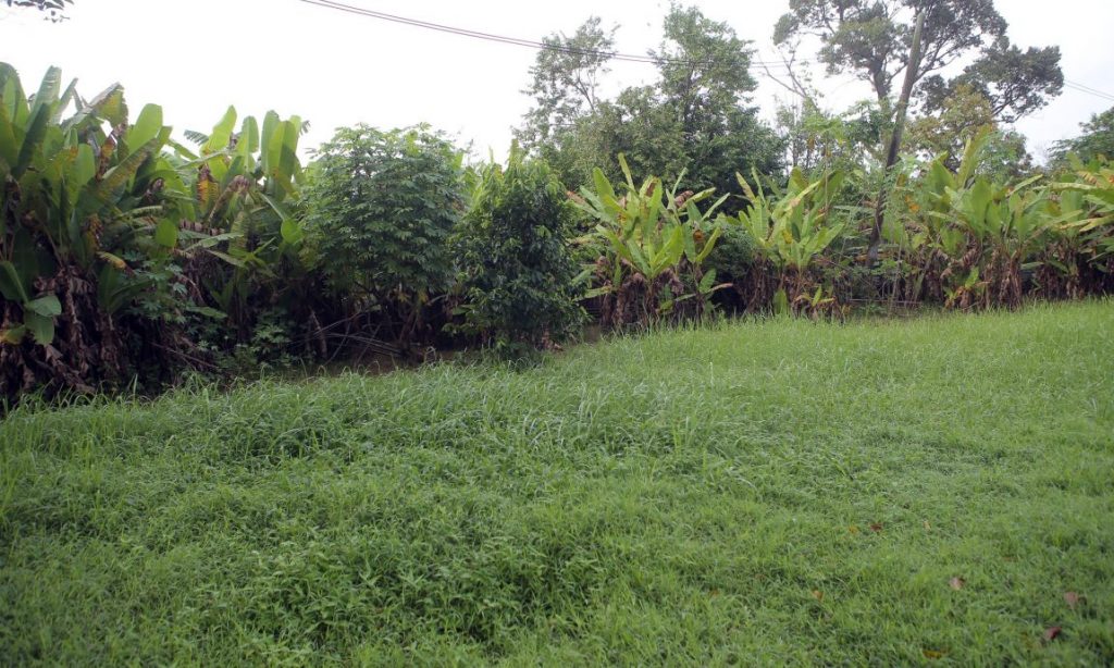 白兰园56路草场野草沟塞废弃车 市政厅派员解决