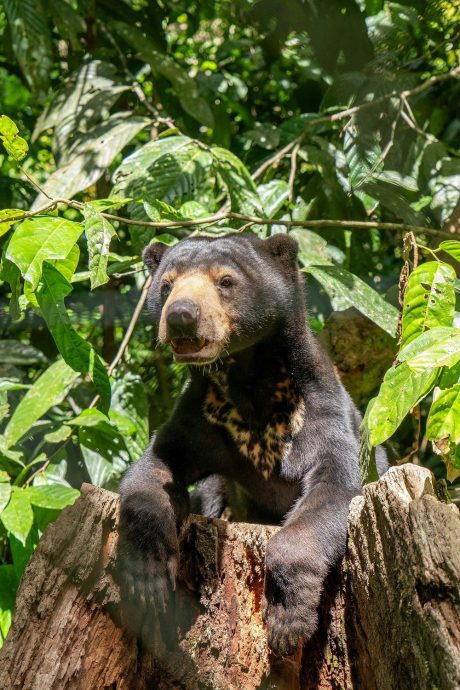 私企领养马来熊“丹南” 复育回归森林