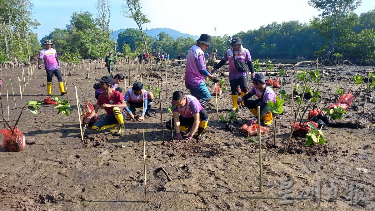 种一千株红树苗