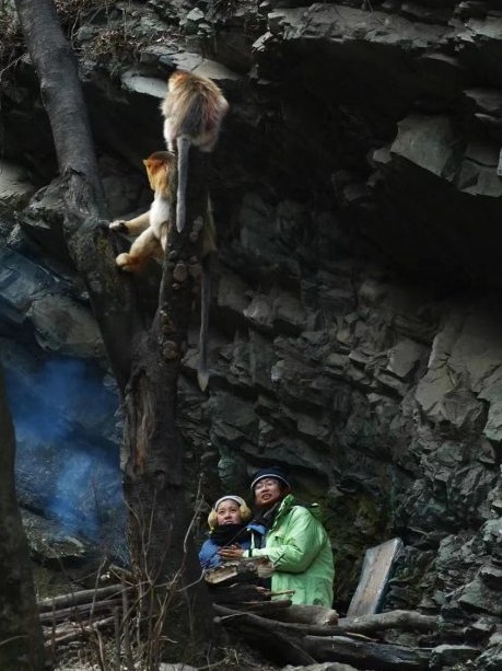 秦岭金丝猴登上《科学》封面!