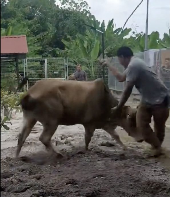 视频|大发“牛”脾气  待宰黄牛墓地攻击村民