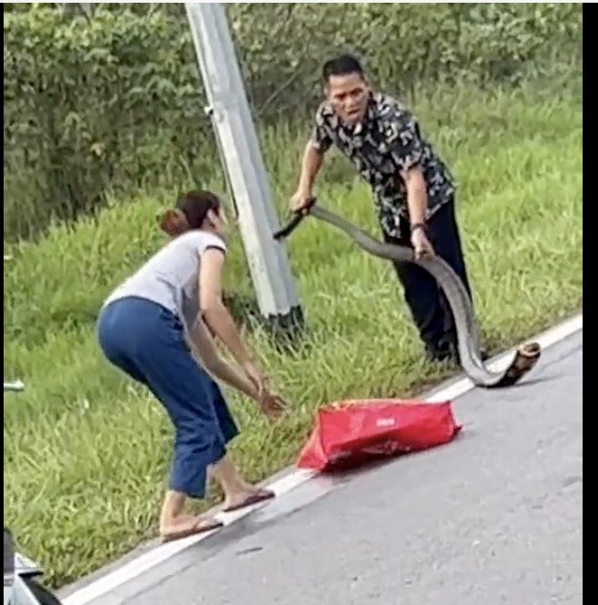 视频|徒手抓眼镜蛇竟用环保袋装 网吐槽“要抓回家煮来吃吧!”