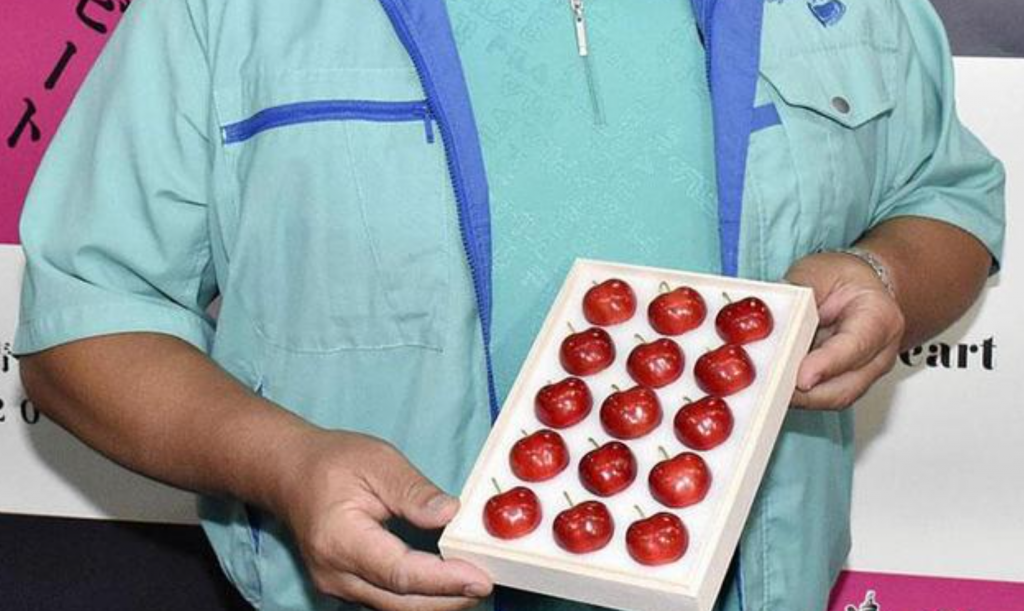 贵森森!日本青森樱桃单颗1081令吉!!