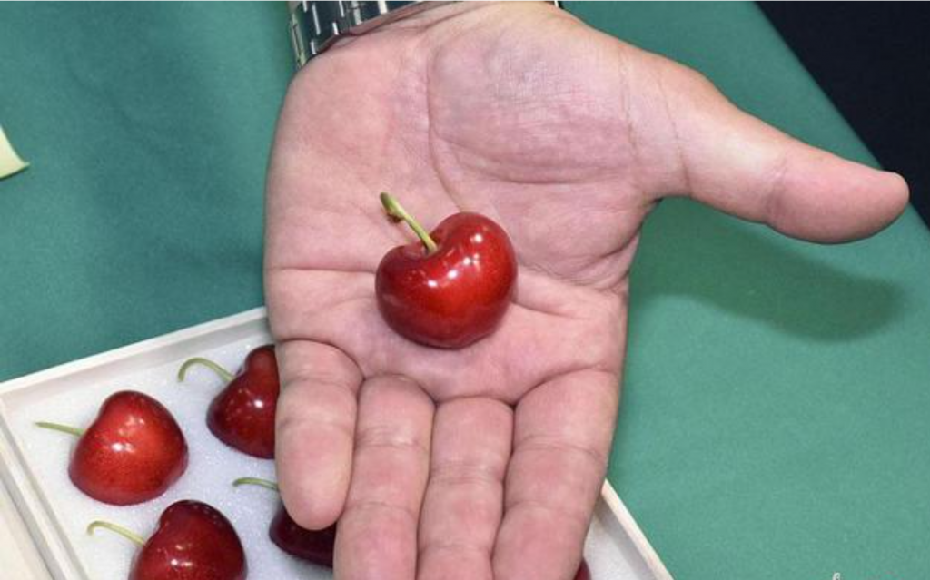 贵森森!日本青森樱桃单颗1081令吉!!