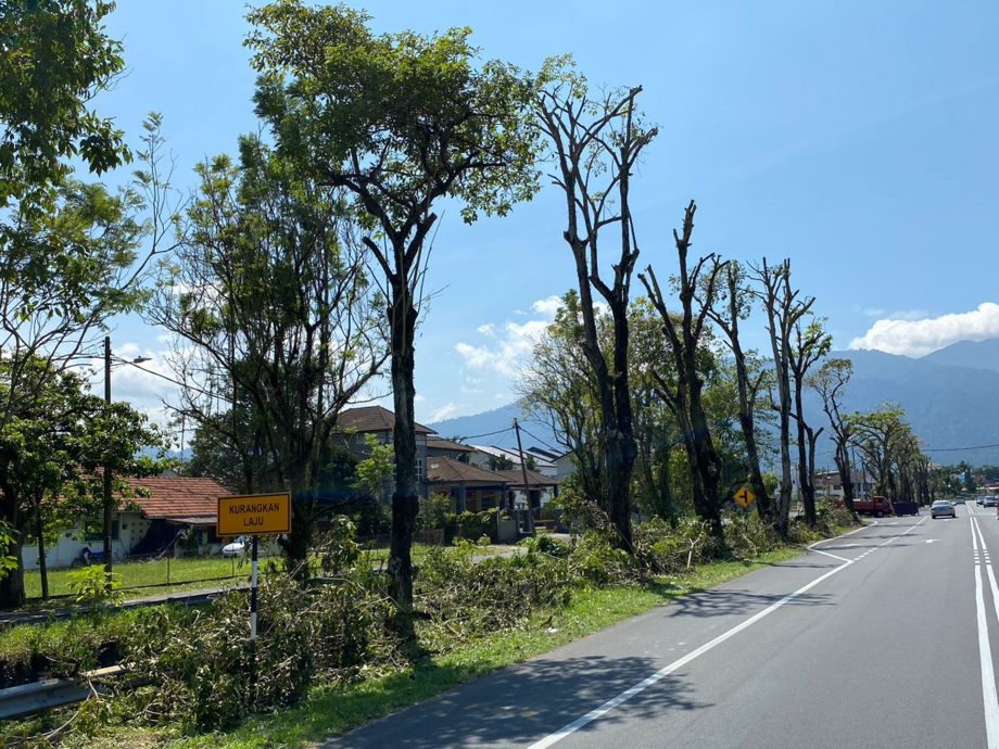 郑国霖拨2万 修剪汤申路旁40大树