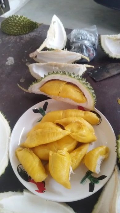 采割榴梿与自然熟掉地榴梿,味道没有分别