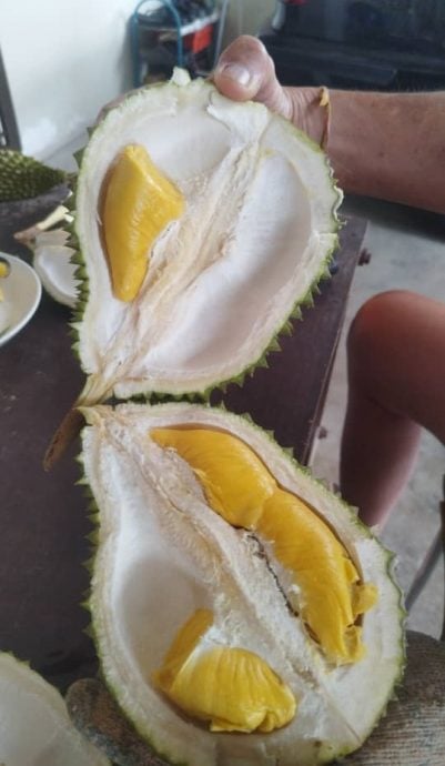 采割榴梿与自然熟掉地榴梿,味道没有分别