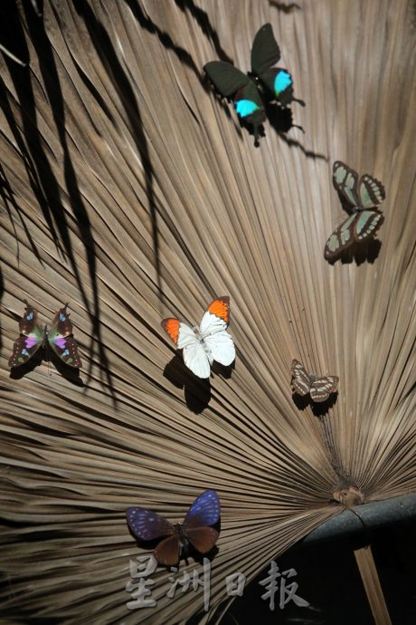 霹:封底主文/蝴蝶博物馆 具梦想教育环保于一身