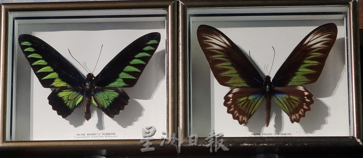 霹:封底主文/蝴蝶博物馆 具梦想教育环保于一身